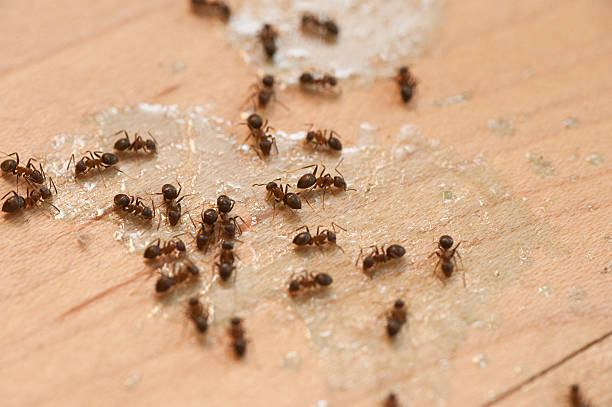 Best Pest Removal Services  in Holt, AL