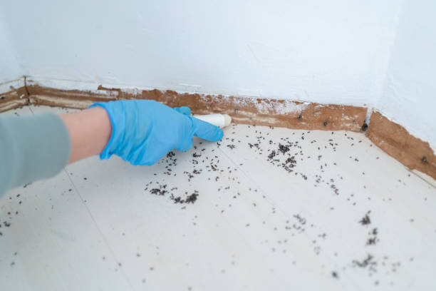 Professional Pest Control in Holt, AL