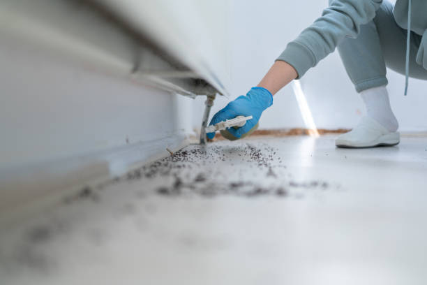 Best Flea Control Services  in Holt, AL