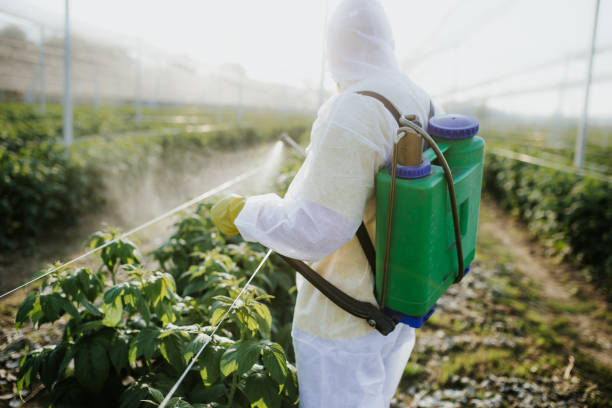 Insect Control in Holt, AL